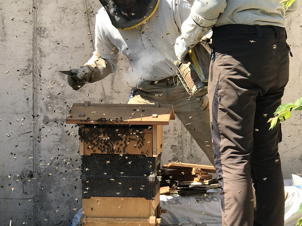 OSBeehives